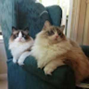 Meet your Posher, Carrie